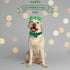 Elegant little tail St. Patrick's Day Dog Collar - Adjustable Green Clover Flower Collar for Small Dogs