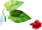 Betta Fish Leaf Pad, Natural Organic Rest Area, Improves Betta's Health by Simulating Natural Habitat