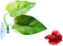 Betta Fish Leaf Pad, Natural Organic Rest Area, Improves Betta's Health by Simulating Natural Habitat