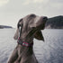 BioThane Reflective Dog Collar, Waterproof Heavy Duty Quick Release Collar with Sturdy Buckle in Fun Modern Colors