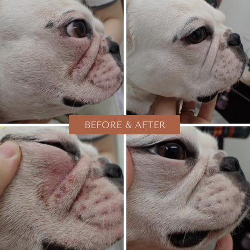 Wrinkle Rub for Bulldog, French Bulldog, Pug, English Bulldog, Cleans & Soothes Wrinkles, Folds, Tear Stains, Anti-Itch