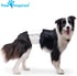 (32 Count, Paw Inspired Male Dog Wraps, Disposable Dog Diapers | Belly Bands for Small, Medium, Large Dogs Size Medium)