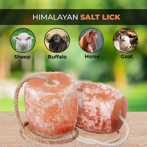 Generic 2 lbs Pack 6 Himalayan Salt Lick Each | of | Licking Salt for Horses | Deer Salt Lick Block | Block Salt on