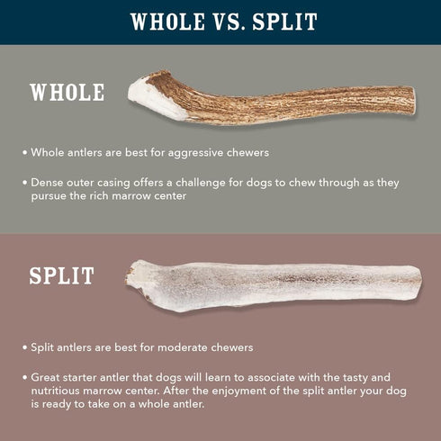 Amazon Brand - Wag Dog Elk Antler Chew, Naturally Shed, Whole, Large 8-9.5 inches (Best for Dogs 30-45 lbs), 3.60 Oz