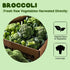 YJSLSQIYP 100% 1.76oz (50g) 50g Freeze-Dried Broccoli Crunch - Natural, No Additives | | Vegan, Non-GMO, Keto-Friendly