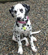 Klippy Pet Tag Quick Clip for Dogs and Cats, Silver