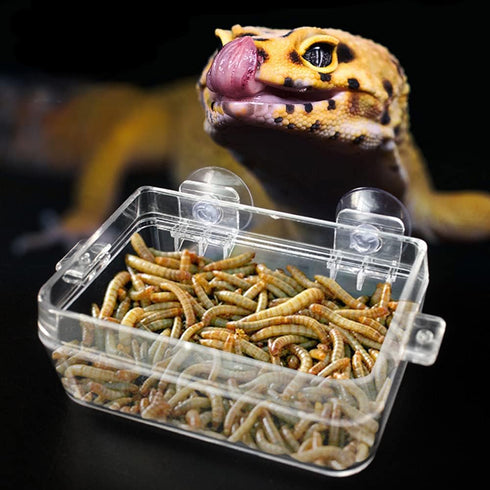 Reptile Feeder Chameleon Bowl 2 Pcs Anti-Escape Food Dish Bowl with Suction Cup for Chameleon Iguana Lizard Reptile Food and Water Feeding (White, S)
