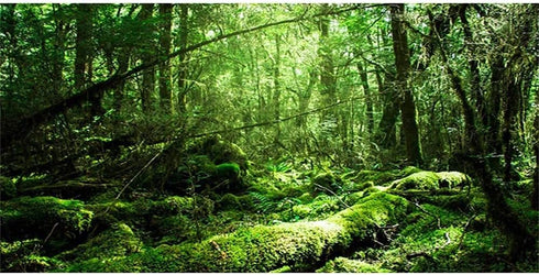 AWERT 36x20 inches Tropical Terrarium Background, Rainforest Aquarium Background, Durable Polyester