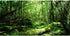AWERT 36x18 inches Tropical Terrarium Background Green Tree Reptile Habitat Background