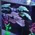 1Pc Green Betta Fish Leaf Pad, Plastic Plant Hammock Bed, Suction Cup Betta Breeding Resting Decor for Aquarium