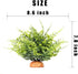 WOLEDOE Fake Green Boston Fern, Reptile Plants for Terrarium, Amphibian Tank Accessories Habitat Decor fit Crested