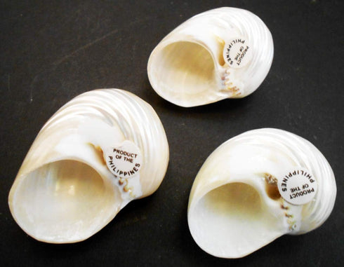 Florida Shells and Gifts Inc. (2-2.5") One Large Silver Turbo Shells Seashells Hermit Crabs Crafts Beach Decor