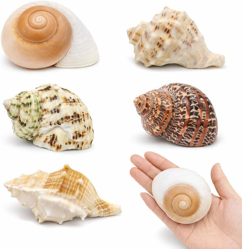 ECVLRTK 5 Pcs of Medium and Large Hermit Crab Shells Natural Conch Size