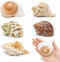 ECVLRTK 5 Pcs of Medium and Large Hermit Crab Shells Natural Conch Size