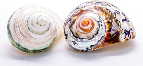 1 1 2"-2.5" Hermit Crab Shells | Turbo Shells | African Sarmaticus and Green Banded Turbo Shell | Hermit Crab House