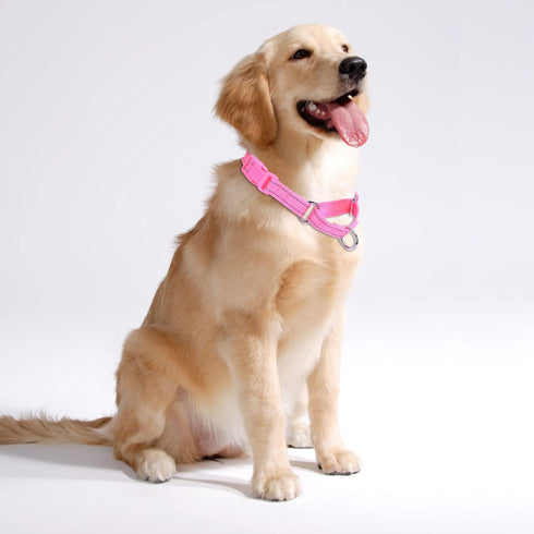 Martingale Dog Collar - Adjustable Nylon Training Collar for Small Medium Large Dogs (S, Pink)