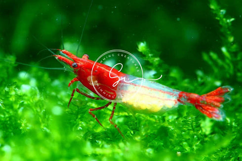 Swimming (5 5 Creatures Premium Neocaridina Shrimp Fun Two-Color Combo for a Vibrant Aquarium Red Rili Orange Rili)