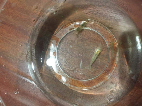 Beauty Yi 10 Adult Ghost Shrimp (Palaemonetes paludosus aka Grass Shrimp, Glass Shrimp, Freshwater River Shrimp) Great
