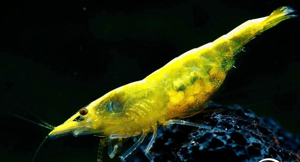 Swimming Creatures Premium Neocaridina Shrimp Freshwater Aquarium Shrimp (20, Premium GOLDENBACK Yellow)