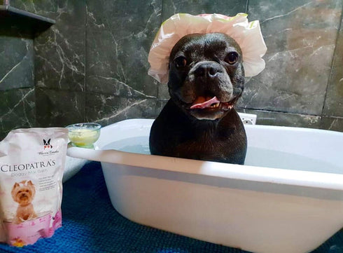 Warren London Cleopatra's Doggy Milk Bath | Luxurious Dog Shampoo & Conditioner with Whole Milk Powder & Honey | 12oz