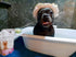 Warren London Cleopatra's Doggy Milk Bath | Luxurious Dog Shampoo & Conditioner with Whole Milk Powder & Honey | 12oz