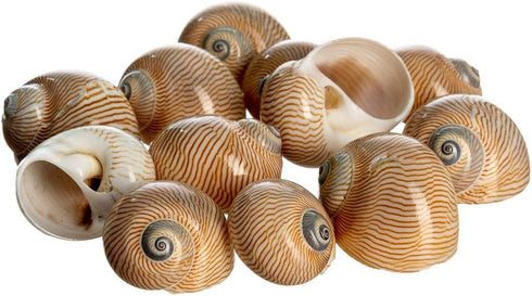 Hermit Crab Shells | Turbo Shells | 12 Natica Lineata Shells 3/4"-