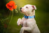 Native Pup Flower Dog Collar, Adjustable Small Medium Large, Cute Designer Puppy Accessories, Pink Floral Blue Daisy