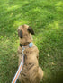 Dog Training Device with Remote Controller, Vibration Collar for Small, Medium, Large Dogs, Waterproof and Rechargeable