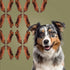 ROAM Pet Treats Bucky Hoof Pack of 2 – Grasslands Venison Hoof Dog Chew, Single Ingredient, Grain-Free