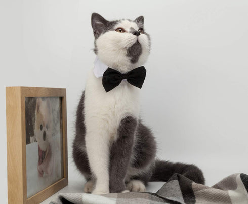 ZTON Handcrafted Adjustable Formal Pet Bowtie Collar Neck Tie for Dogs & Cats (L, Black)