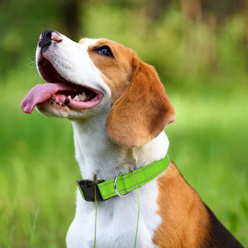 Taglory Reflective Adjustable Dog Collars for Puppy Small Medium Large Dogs with Quick Release Plastic Buckle (Green,