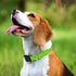 Taglory Reflective Adjustable Dog Collars for Puppy Small Medium Large Dogs with Quick Release Plastic Buckle (Green,