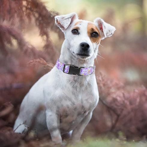 Moonpet Purple Floral Dog Collars - Adjustable Soft Bohemia Fancy Design for X-small, Small, Medium, Large Dogs