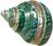 1PC Natural Large Hermit Crab Shells Turbo Shells Jade Green Banded Turbo