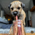 Bully Bunches Premium 6 Inch Thick Odor-Free Bully Sticks for Small & Medium Dogs, Long Lasting Chews for Oral Care, 10