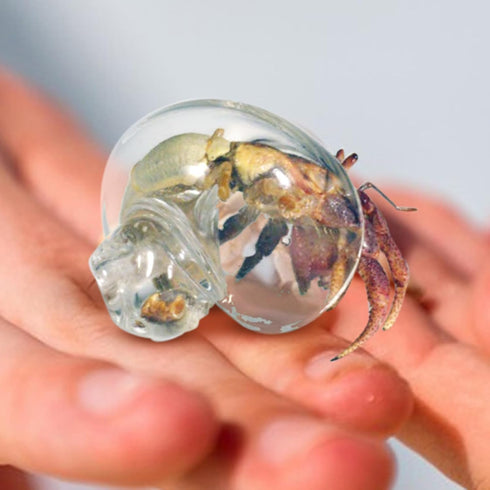 Generic Large Hermit Crab Shells | Hermit Crab Habitat - Glass Large Clear Reptiles Crustaceans Conch Habitat Ornaments