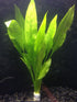 Water Plants x3 Amazon Sword - Echinodorus Bleheri Plants - Live Aquarium Plant