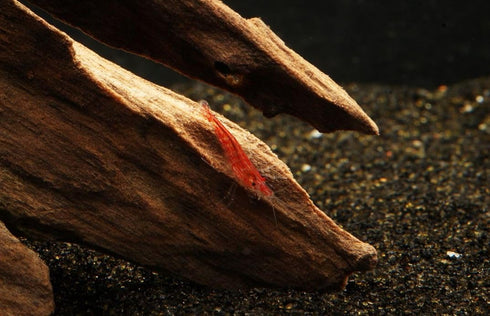 Imperial Tropicals Live Cherry Shrimp, 1/3"-1/2", Neocaridina Shrimp, USA Born and Bred,