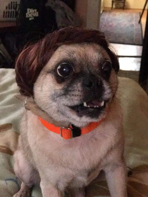 Pet Costume Dog Wig with Collar & Tie Apparel for Halloween, Christmas, Parties (Dark Brown)