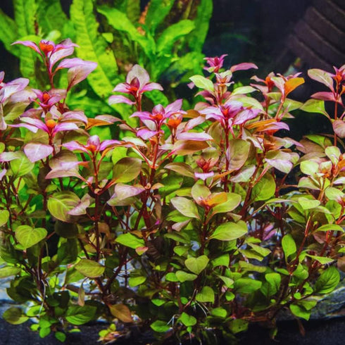 Generic 15 Red Ludwigia Repens Leaf Live Aquarium Plants Stem Bunch for Planting