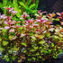 Generic 15 Red Ludwigia Repens Leaf Live Aquarium Plants Stem Bunch for Planting