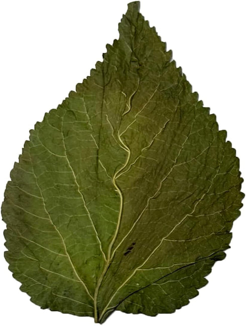 Awesome Aquatic Mulberry Shrimp Leaves - 20 pk Natural Botanical Leaf Food for Healthy Aquarium Habitat