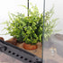 WOLEDOE Fake Green Boston Fern, Reptile Plants for Terrarium, Amphibian Tank Accessories Habitat Decor fit Crested