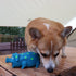 Pig Squeaky Dog Toy - 2 PCS Interactive Rubber Chew Toy, Durable Latex Grunting Pig Toys for Small, Medium & Large Dogs