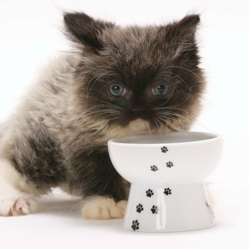 Necoichi Raised Stress Free Cat Food Bowl - Elevated, Backflow Prevention, Dishwasher/Microwave Safe, Mini