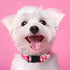 Valentine's Day Dog Collar, Cute Adjustable Heart Collar for Boy and Girl Dogs, Strong Plastic Buckle, M