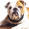Cuban Link Dog Collar - 3/4 in Wide Metal Chain Collar in Venom Black, Stunning Pet Accessory, Cute Luxury Jewelry 16