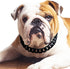 Cuban Link Dog Collar - 3/4 in Wide Metal Chain Collar in Venom Black, Stunning Pet Accessory, Cute Luxury Jewelry 16