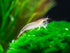 2 Aquatic Arts Small Freshwater Bamboo Shrimp (Live Singapore Flower Shrimp) | Aquarium Filter Shrimp | Safe with Tetra