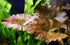 3X Marcus Fish Tanks - Tiger Lotus Lily Nymphaea Lotus - Live Aquarium Plants - Freshwater Aquatic Plant